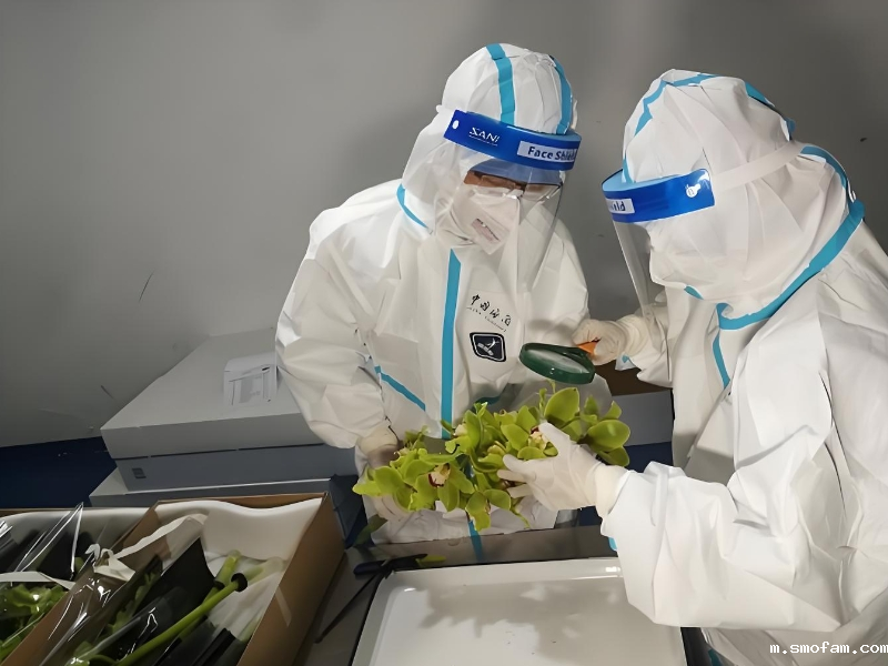 鲜切花溴甲烷熏蒸