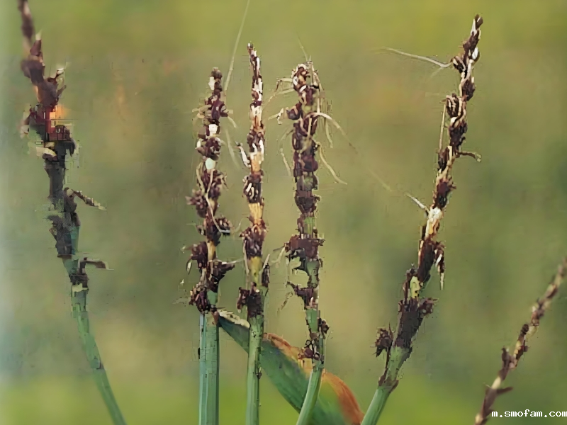 TCK小麦矮腥黑穗病疫麦