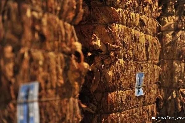 烟叶储藏熏蒸气体如何检测